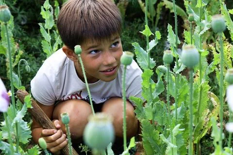 A little boy hiding while playing in a poppy field full of green poppies Stock Photos