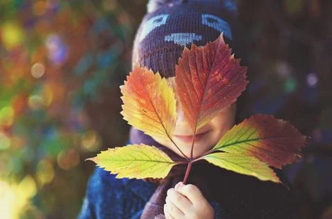 A little boy holding a maple leaf close up Stock Photos