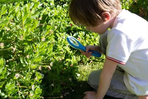 Little boy looking for bugs using a magnifying glass in the garden Stock Photos