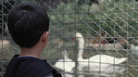 Little boy looking at a pair of swans on the water. Stock Footage 183843162