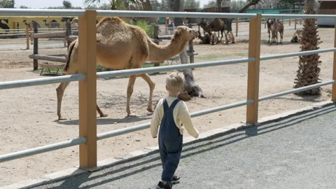 Little boy observes a camel up close at the zoo. A peaceful scene of nature and Stock-Footage 302543471