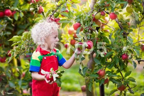 Little boy picking apple in fruit garden Stock Photos