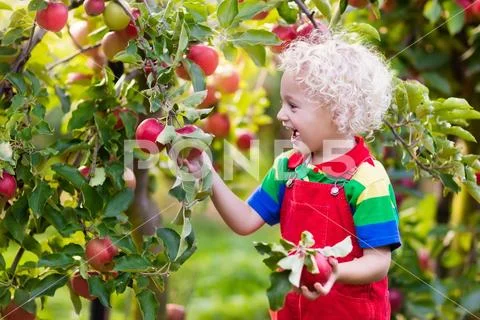 Little boy picking apple in fruit garden Stock-Fotos