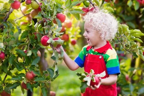 Little boy picking apple in fruit garden Stock Photos