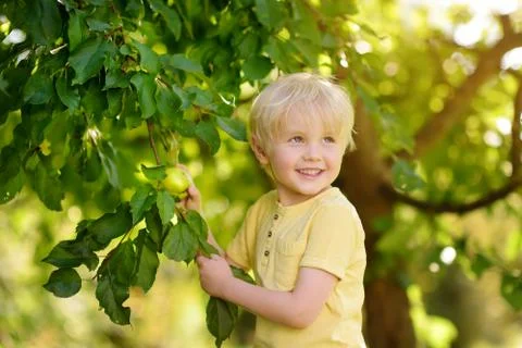Little boy picking apples from tree. Stock Photos