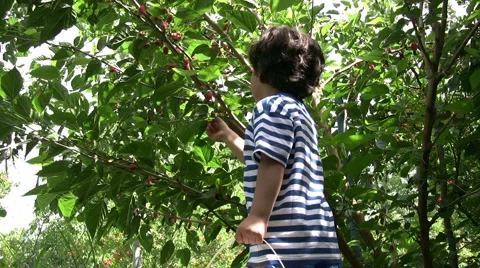 Little Boy picking cherry Stock Footage 6525525