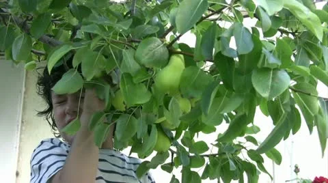 Little Boy picking pear Stock Footage 11290547
