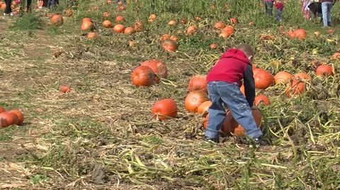 Little boy picking pumpkins Stock Footage 35743060