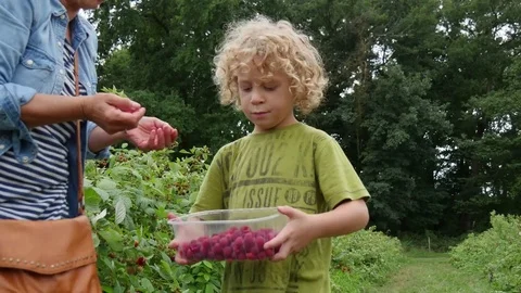 Little boy picking raspberries in the garden Stock Footage