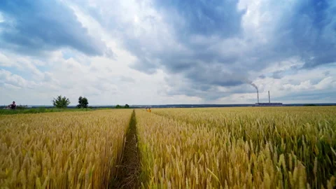 Little boy with plane Stock Footage 135984946
