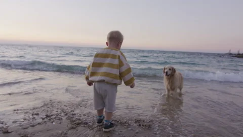 Little boy playing with dog on the beach at sunset Stock Footage 225534241