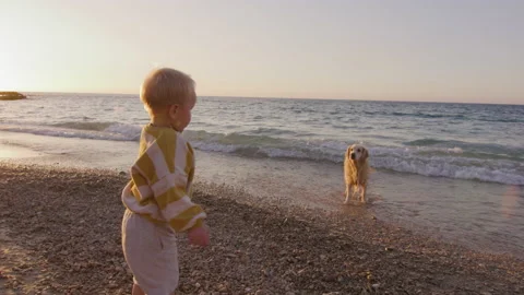 Little boy is playing with dog on the beach at sunset Stock Footage 225538036