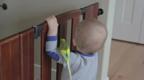 A little boy playing in his kitchen with parakeet Video stock 31871666