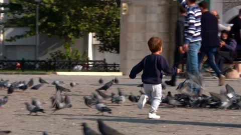 Little boy playing with the pigeons Stock Footage 104090461