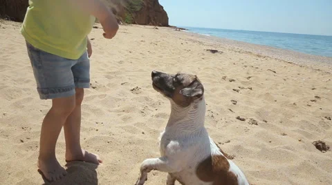 Little boy playing with a stone with a Jack Russell dog near the sea Stock Footage 51721878