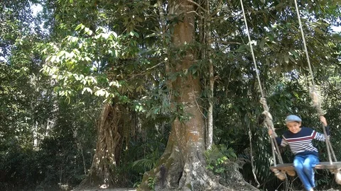 Little boy playing swing on the big tree in the forest Stockbeeldmateriaal 102483137