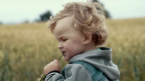 Little boy playing in wheet Stock Footage 133811645