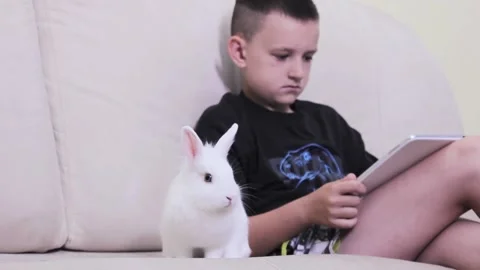 Little boy plays on a tablet while sitting in a room with a white fluffy bunny Stock Footage 199639196