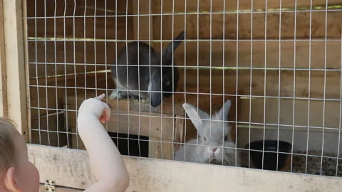 A little boy puts his finger in the cage and wants to play with the rabbits Stock Footage 252184323