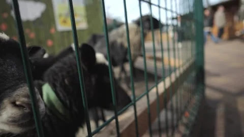 A little boy in a red jacket sits feeding a goat in a contact zoo Stock Footage 270679571
