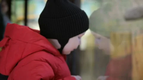 A little boy in a red jacket walks in the zoo Stock Footage 271636412