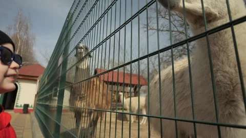 A little boy in a red jacket walks in the zoo Stock Footage 271636465