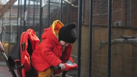 A little boy in a red jacket walks in the zoo Stock Footage 271636492