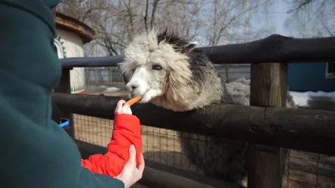 A little boy in a red jacket walks in the zoo Stock Footage 271636620