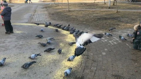 Little boy running after pigeons Stock Footage 73641663
