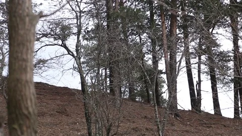 A little boy running down hill into the forest Video stock 73020523