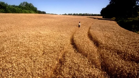 Little boy running through the wheat field to hug his mother Stock Footage 91808764