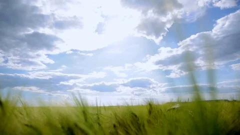 Little boy running on a wheat field against a background of a sunny sky Stock Footage 78558925