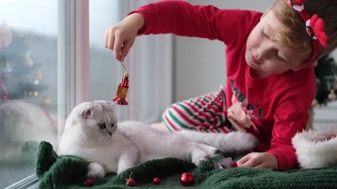 A little boy in a Santa hat plays with a kitten with a Christmas toy. Stock Footage 257524988