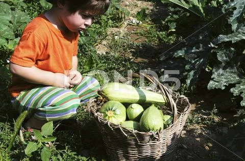A little boy sitting in front of a basket of freshly picked courgettes Stock Photos