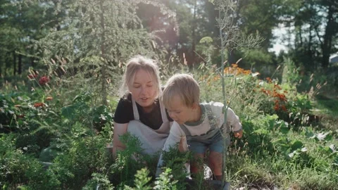 Little boy smiles while picking carrots with his mom in garden on a sunny day Video stock 235822042