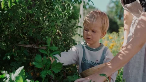 Little boy smiles while picking berries with his mom in the garden on sunny day Video stock 235822152