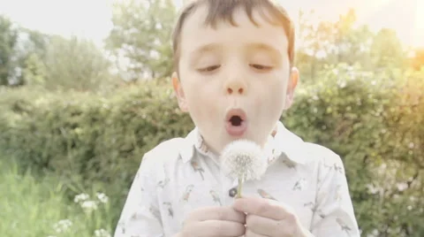 A little boy in a spring meadow blows the seeds off a ripe dandelion. As the Stock Footage 59822582