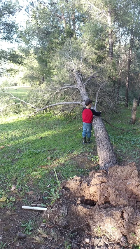 Little Boy Standing by a Fallen Tree in the Forest Stock Footage 333531043