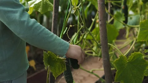 Little boy in a straw hat and sunglasses walking and playing in the garden Stock Footage 280340042