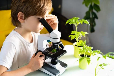 Little boy studies under the microscope plants, enthusiastically looks Stock Photos