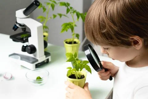 Little boy studies under the microscope plants, enthusiastically looks Stock-Fotos