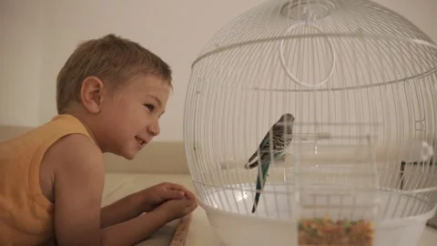 Little boy talking and laughing with pet bird 스톡 동영상 323710857