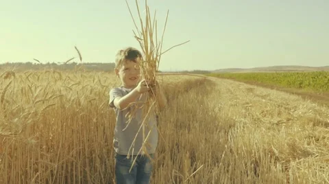 Little Boy Throwing Ears Of Wheat - slow motion Stock Footage 63471718
