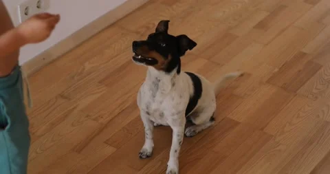 A little boy is training and playing with animals.Jack Russell terrier Stock Footage 159001847