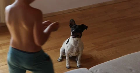 A little boy is training and playing with animals.Jack Russell terrier Stock Footage 159001852