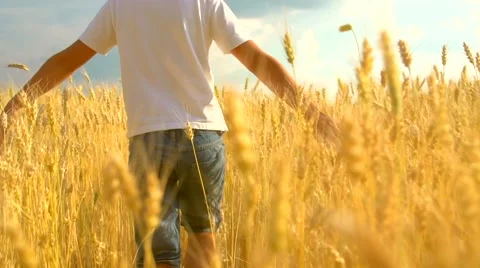 Little boy walking and touching wheat ears on the field Stock Footage 59081286
