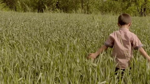 Little boy walking and touching wheat ears on the field. 動画素材 78024076