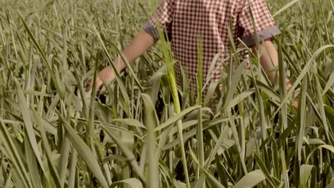 Little boy walking and touching wheat ears on the field. Stock Footage 78024310
