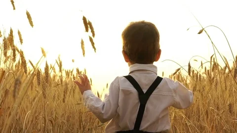Little boy is walking in the field at sunset Stock Footage 79366390