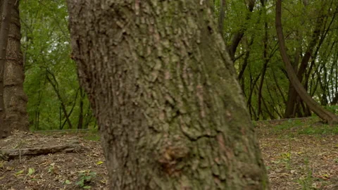 Little Boy Is Walking Through The Forest. Stock Footage 161401585